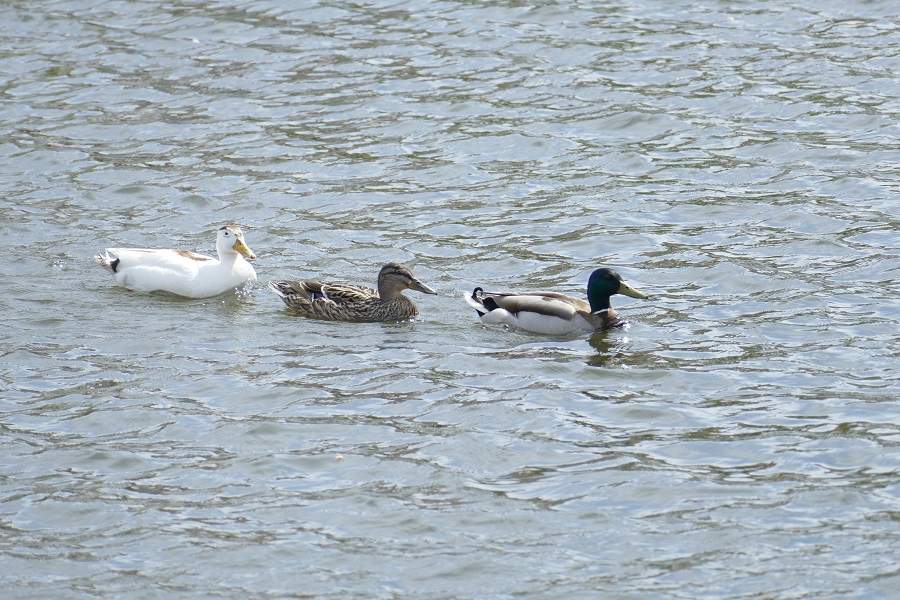 4D-TBO – ATC Treating Planes Like Ducks In A Pond?
