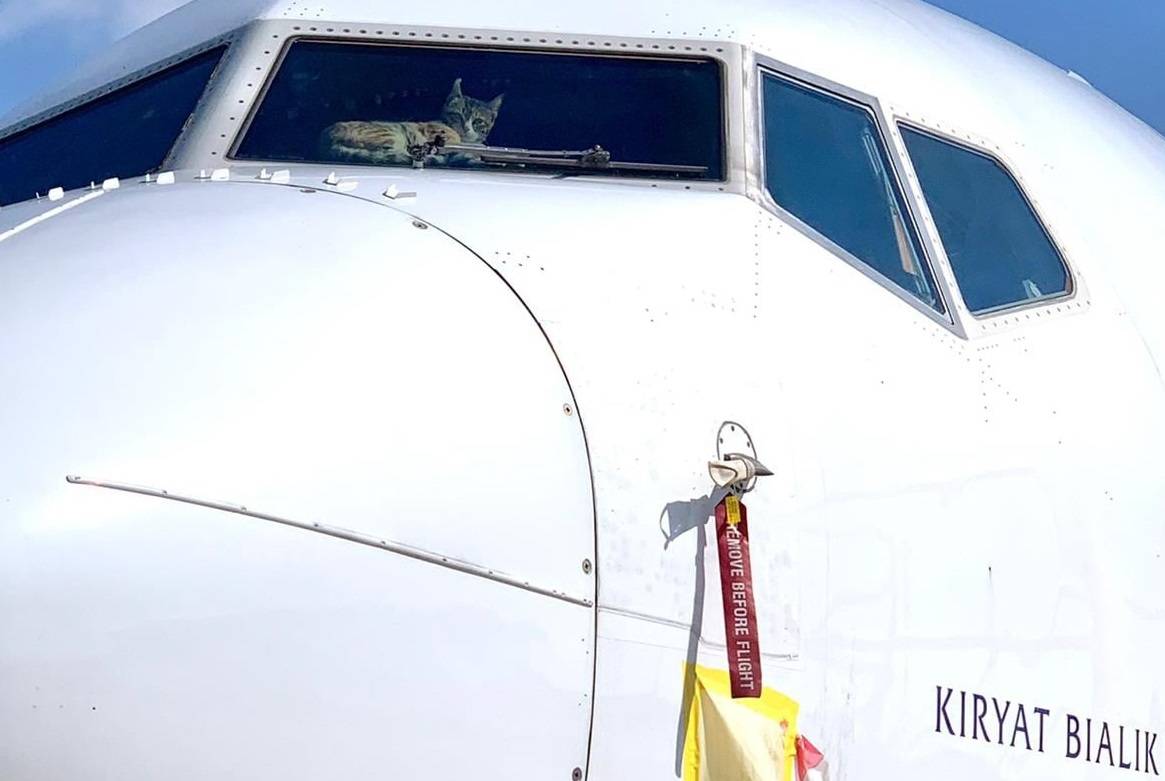 737 Cat Burglar? Feline Invader in Parked Jet!
